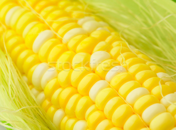corn cob Stock photo © leungchopan