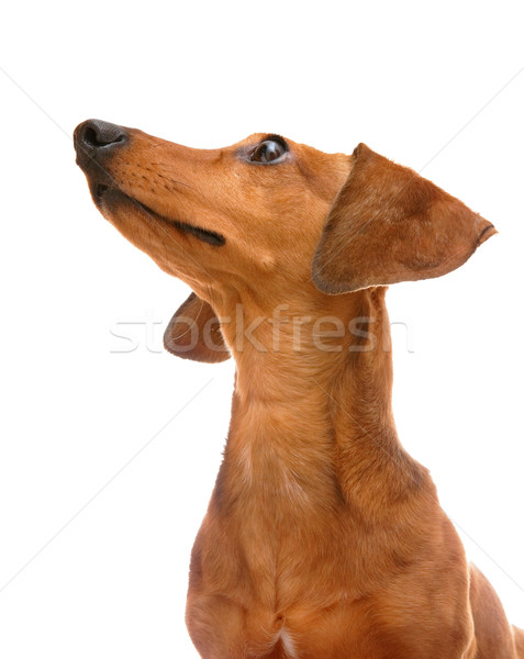 Bassê cão cara fundo retrato jovem Foto stock © leungchopan