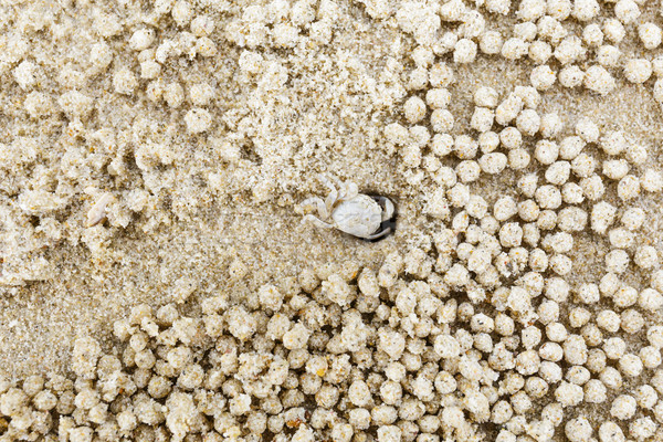 Small white crab Stock photo © leungchopan
