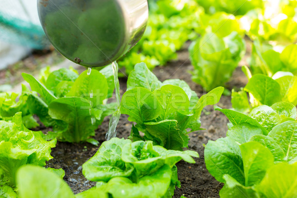 Salat Bereich Farbe Anlage Landwirtschaft Gemüse Stock foto © leungchopan