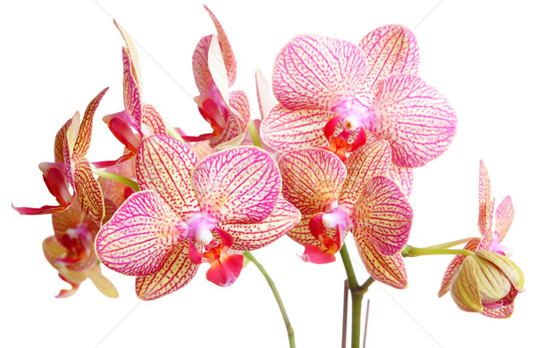 Foto d'archivio: Orchidea · bianco · bellezza · arancione · verde · regalo