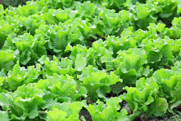 vegetable in field Stock photo © leungchopan