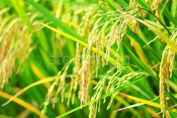 Paddy rice in field Stock photo © leungchopan