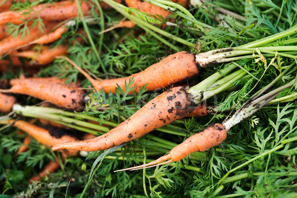 Fresh harvested bio carrots Stock photo © leventegyori