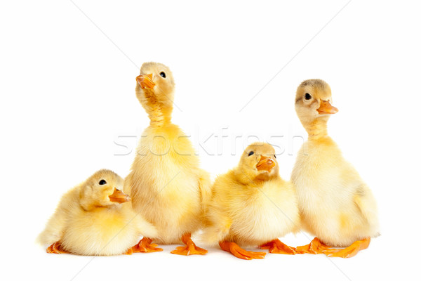 Group of little duckling Stock photo © leventegyori