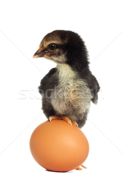Black chick standing on the egg isolated Stock photo © leventegyori