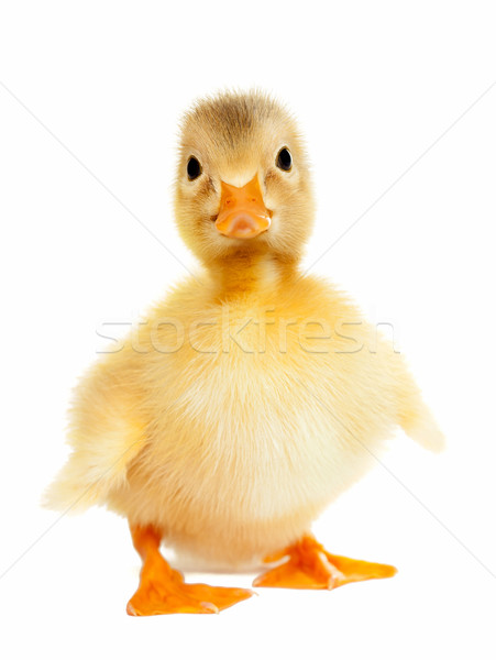 Duckling animal isolated Stock photo © leventegyori