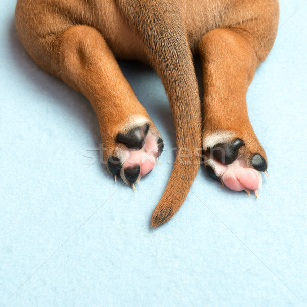 Sevimli köpek yavrusu resim bir ay eski Stok fotoğraf © leventegyori