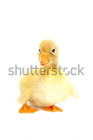 Cute fluffy duckling Stock photo © leventegyori