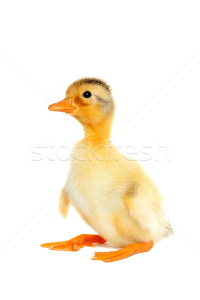 Cute newborn funny duck Stock photo © leventegyori