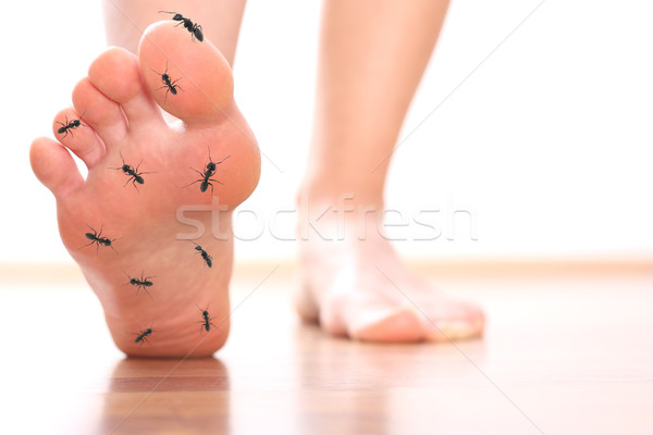 Foot stepping ant chicle diabetes leg Stock photo © leventegyori