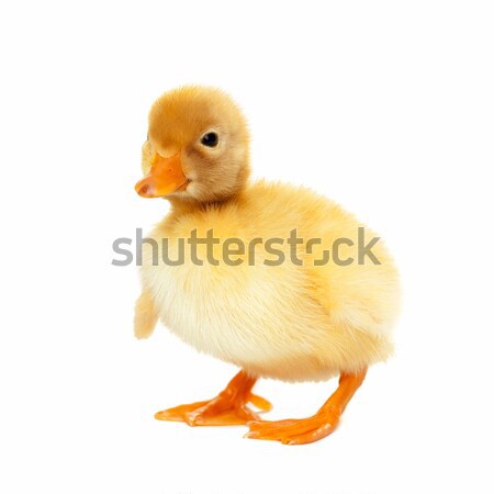 Fluffy yellow baby duckling isolated Stock photo © leventegyori