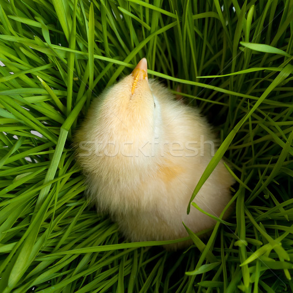 Baby chicken in grass Stock photo © leventegyori