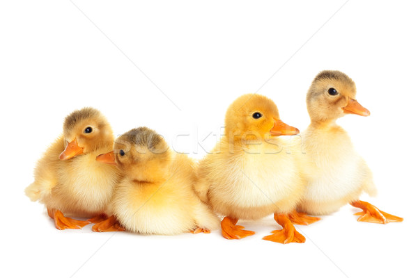 Duckling fun Stock photo © leventegyori