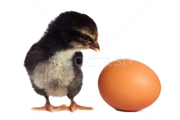 [[stock_photo]]: Noir · poulet · isolé · bébé · amusement · ferme