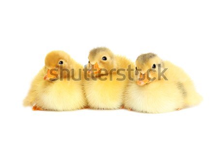 Cute animal baby duck isolated Stock photo © leventegyori