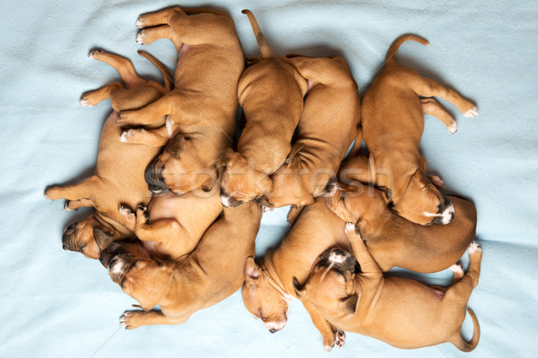 Sevimli köpek yavrusu resim bir ay eski Stok fotoğraf © leventegyori