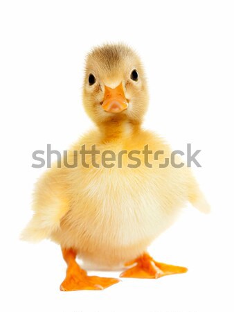 Fluffy yellow baby duckling Stock photo © leventegyori