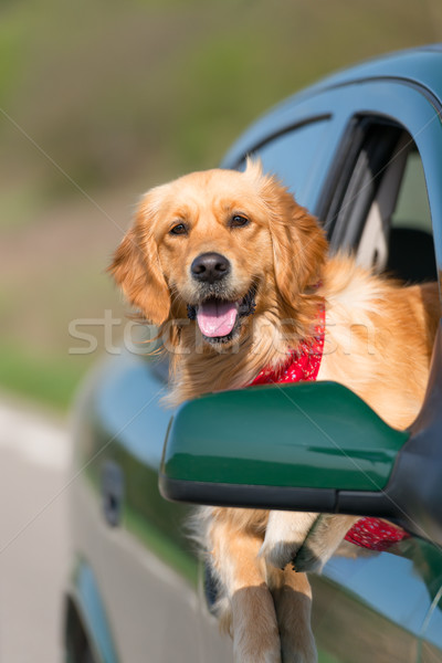 Golden retriever olhando fora carro janela família Foto stock © leventegyori