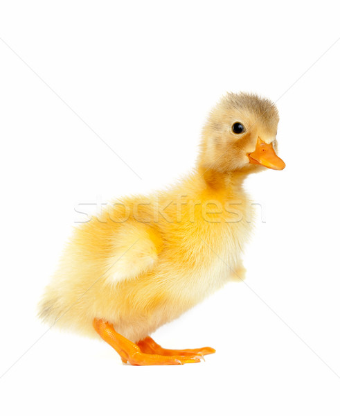 Newborn duck isolated Stock photo © leventegyori