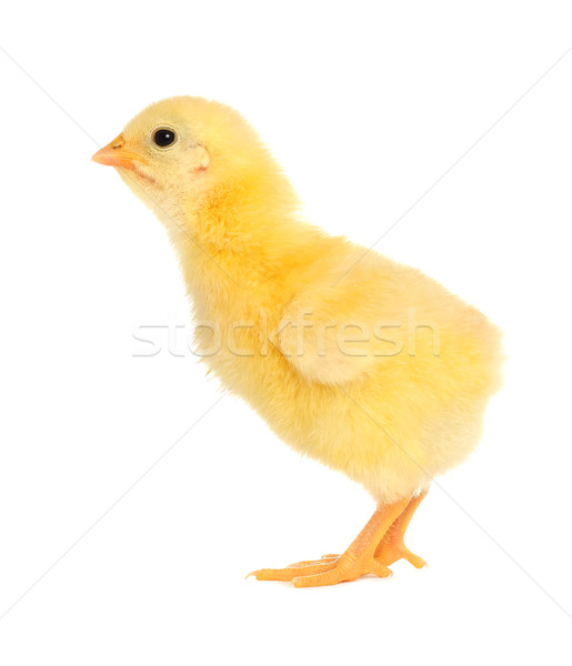 Chick Stock photo © leventegyori