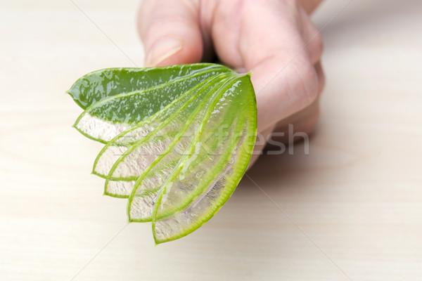 Aloe mains alimentaire médicaux feuille [[stock_photo]] © leventegyori
