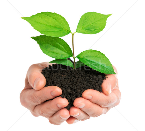 Hands holding green plant isolated Stock photo © leventegyori