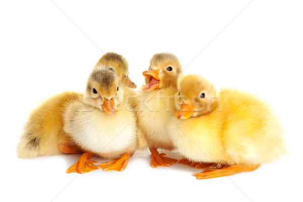 Little cute ducklings isolated Stock photo © leventegyori