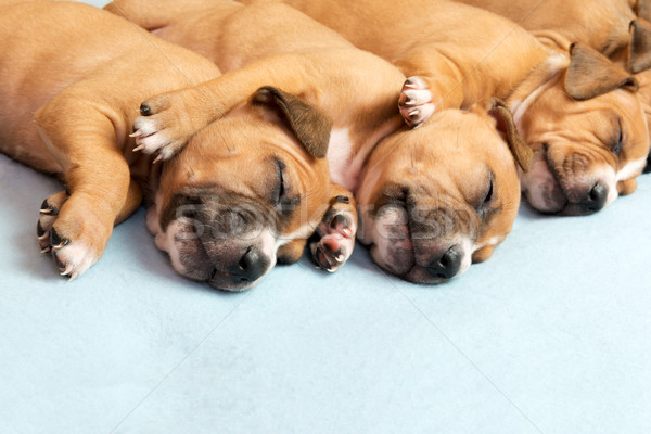 Sevimli köpek yavrusu resim bir ay eski Stok fotoğraf © leventegyori