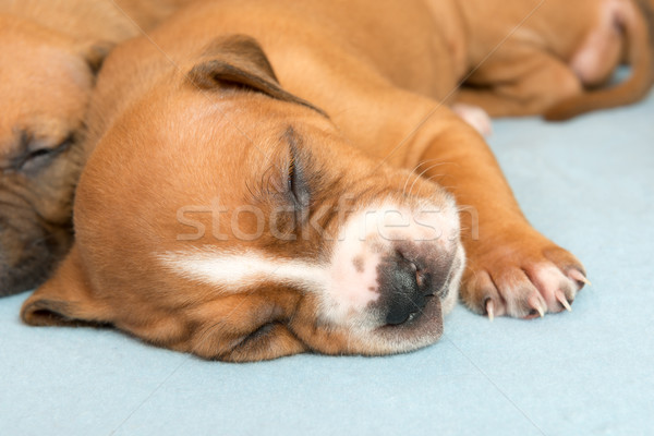 Cute amstaff puppy Stock photo © leventegyori