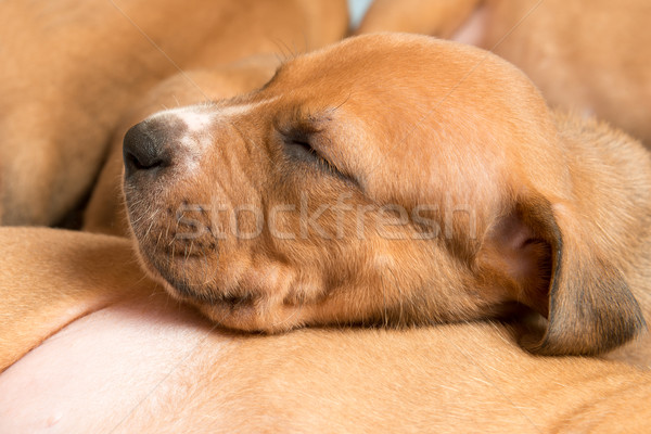 Sevimli köpek yavrusu resim bir ay eski Stok fotoğraf © leventegyori