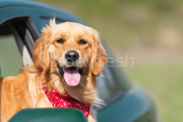Golden retriever naar uit auto venster familie Stockfoto © leventegyori