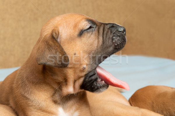 Sevimli köpek yavrusu resim bir ay eski Stok fotoğraf © leventegyori