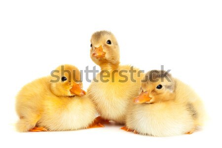 Group of fluffy ducklings isolated Stock photo © leventegyori