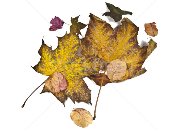Charakter liści roślin żółty odizolowany Zdjęcia stock © Li-Bro