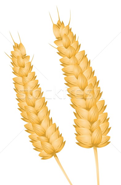 ストックフォト: 小麦 · 耳 · 空 · 健康 · 青 · 工場