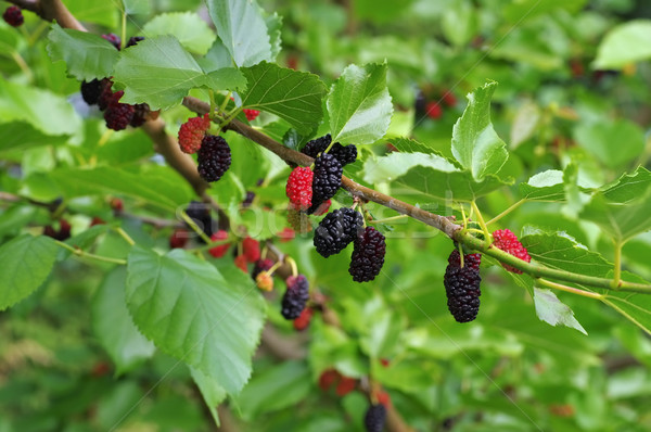 fresh mulberries on the tree Stock photo © LianeM