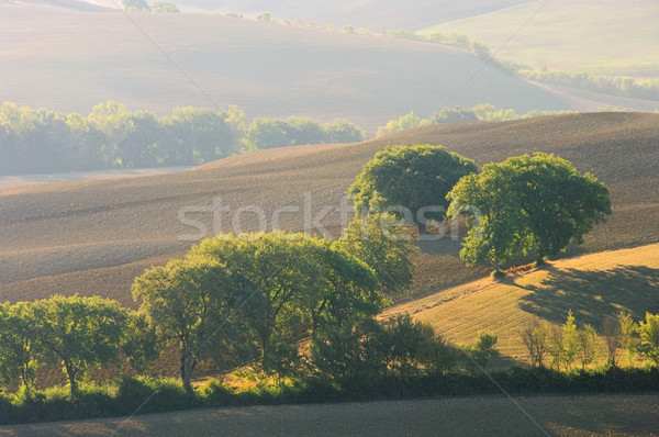 Toskana tepeler düşmek ağaç doğa alan Stok fotoğraf © LianeM
