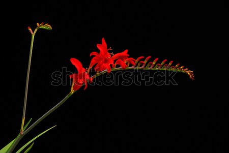 Stock photo: Crocosmia 02