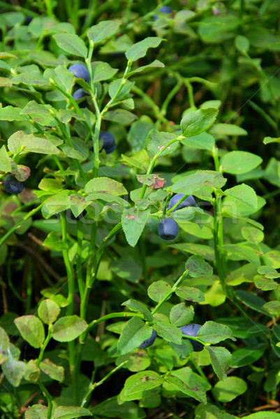 blueberry plant 07 Stock photo © LianeM