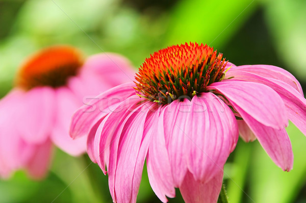 Purple Coneflower 49 Stock photo © LianeM