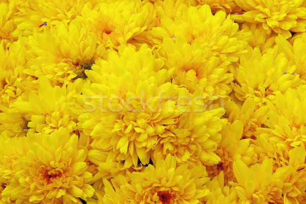 chrysanthemum 01 Stock photo © LianeM