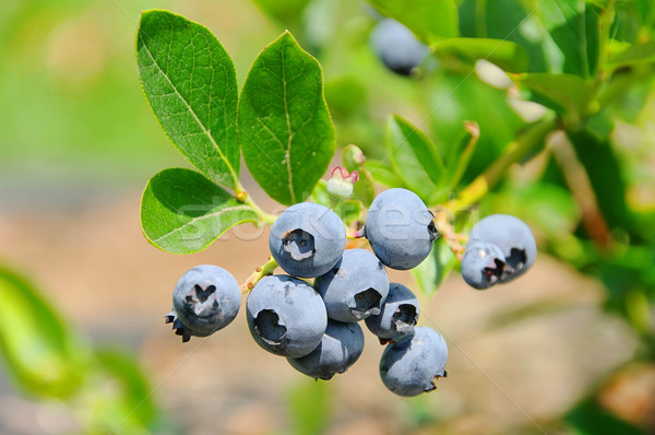 blueberry on shrub 01 Stock photo © LianeM