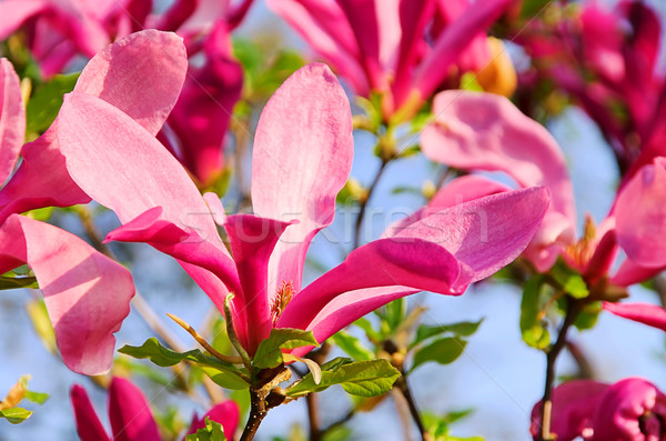 Stockfoto: Magnolia · 15 · groene · park · tak · paars