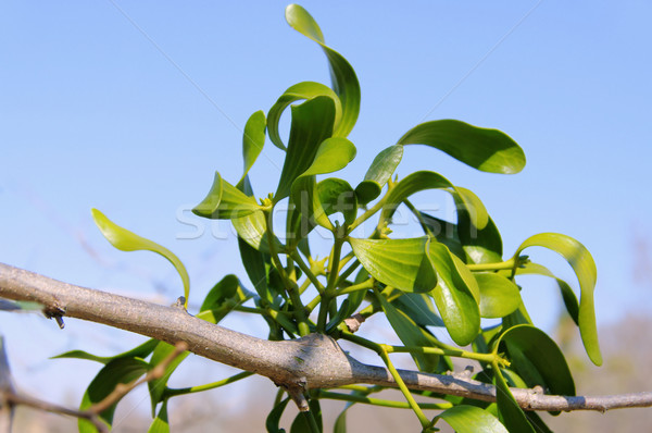 mistletoe 19 Stock photo © LianeM