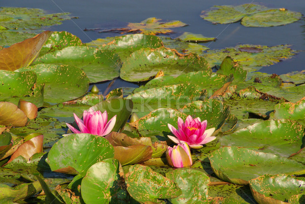 water lily 29 Stock photo © LianeM