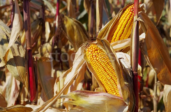 corn  Stock photo © LianeM