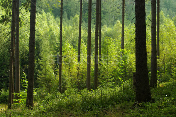 forest 41 Stock photo © LianeM