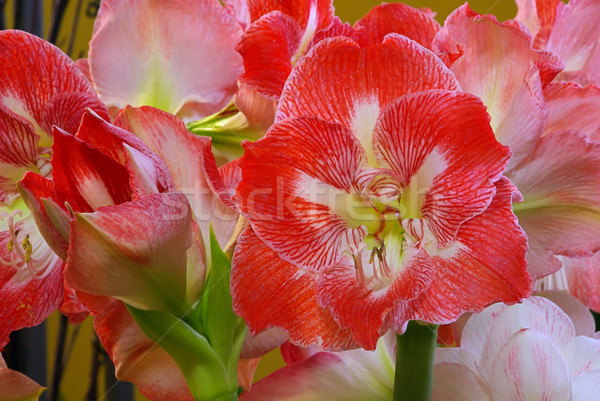 Amaryllis 08 Stock photo © LianeM