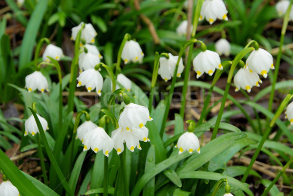 wild daffodil 11 Stock photo © LianeM